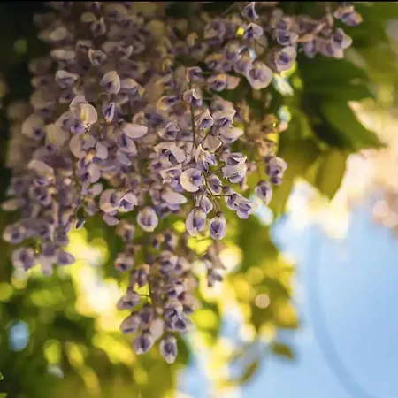 Kimyo Exclusive House, Spa E Wellness Bee